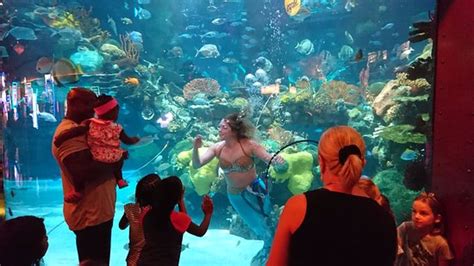 The Aquarium Silverton Hotel Las Vegas - Aquarium Views