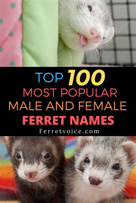 Top 100 Most Popular Male And Female Ferret Names | Ferret names, Ferret, Pet ferret