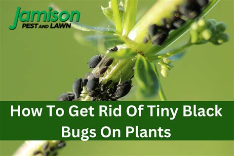 How To Get Rid Of Tiny Black Bugs On Plants