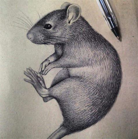 amazingly realistic ink drawing of rat More | Realistic drawings, Mouse drawing