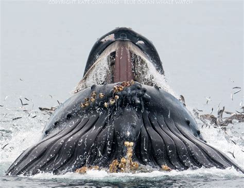 What a mouthful! Astonishing photos of humpback whale feeding on the ...