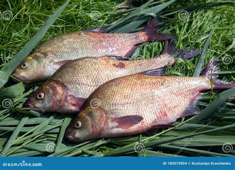 Pile of Big Freshwater Common Bream Fish on Green Reed Stock Photo ...