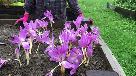 FALL BLOOMING BULBS - The Giant Pink Autumn Crocus - YouTube