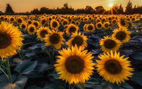 Sunflower Desktop Wallpapers - Top Free Sunflower Desktop Backgrounds - WallpaperAccess