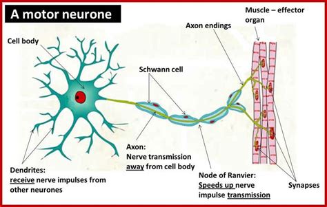 Structure of neurones