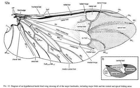 Insect wing anatomy | Insect anatomy, Wing anatomy, Insect wings