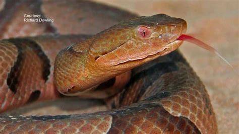 Alabama man dies after copperhead snake bite | WBMA