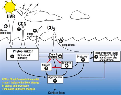 Environmental Academic Research at wbmfoundation : Destruction Of Ozone ...