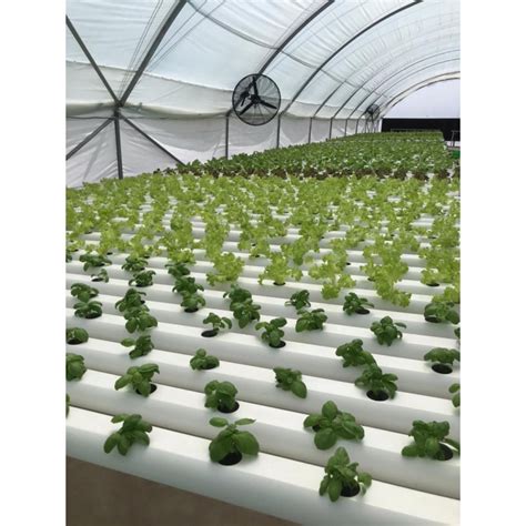 Hydroponics, Hydroponic Systems, Hydro, Commercial Hydroponics,NFT ...