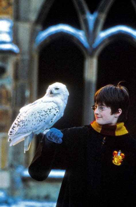 Harry and Hedwig | Harry potter wallpaper, Harry potter images, Harry ...