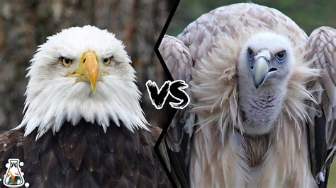 Vulture And Eagle Fight