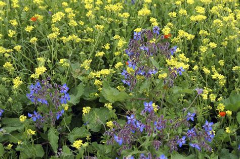 Borage And Companion Planting: Using Borage As A Companion Plant ...