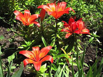 Brueckner Rhododendron Gardens: Red, Yellow. Orange, White, Pink Lilies ...