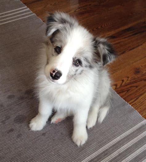 11 Week Old Blue Merle Border Collie Puppies