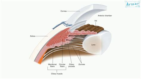 Ciliary Muscle Diagram