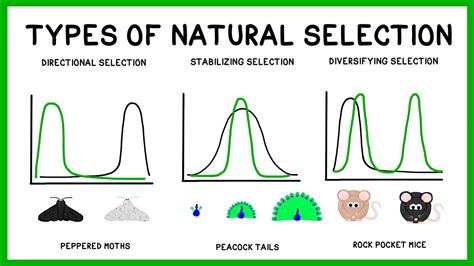 Natural Selection, Adaptation and Evolution - YouTube