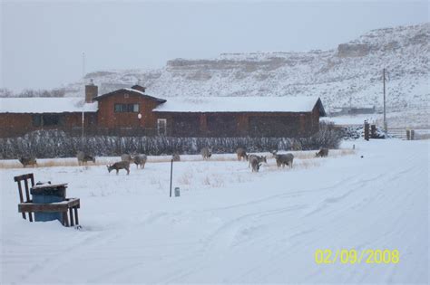 Ekalaka, MT : Deer in the middle of town. Winter of 2008 photo, picture, image (Montana) at city ...