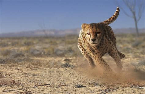 Cheetah Running