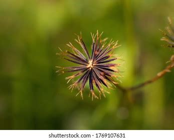 141 Blackjack Seed Images, Stock Photos & Vectors | Shutterstock