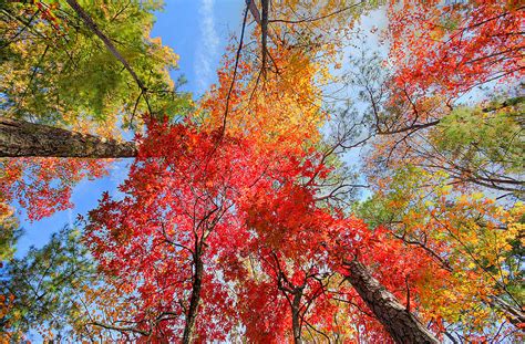 Smoky Mountain Fall Foliage Photograph by Bruce Davis