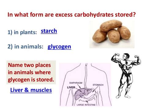 Where is Starch Stored in Plants - NikhilatArias