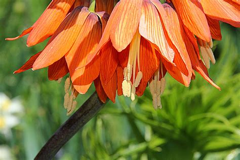 Toronto Ontario ~ Canada ~ Edwards Gardens ~ Botanical Gar… | Flickr