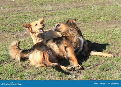 Two dogs are fighting stock image. Image of meadow, grass - 69159121