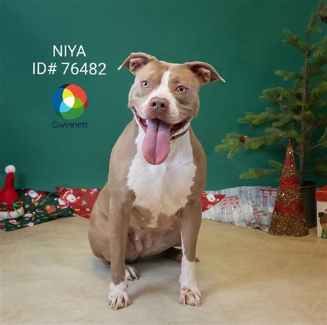 PHOTOS: Gwinnett Animal Shelter Adoptable Pets of the Week — Dec. 20 ...