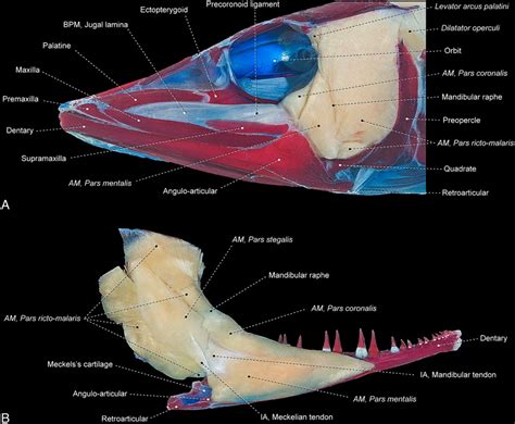 Adductor mandibulae and associated structures of Anguilla reinhardti... | Download Scientific ...