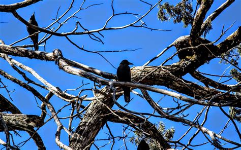 Wildlife - Bhutan DMC