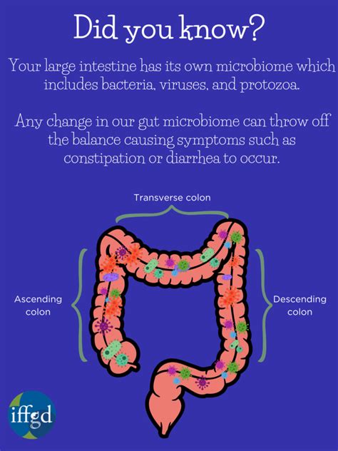 Distended Transverse Colon