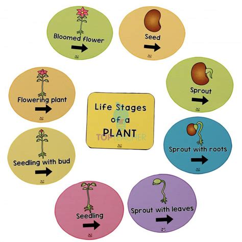 Stages Of A Plant Life Cycle