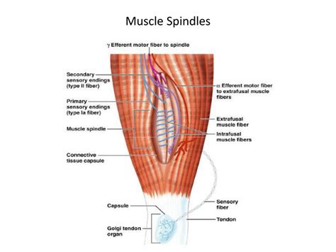 PPT - Reflex Physiology PowerPoint Presentation, free download - ID:313693