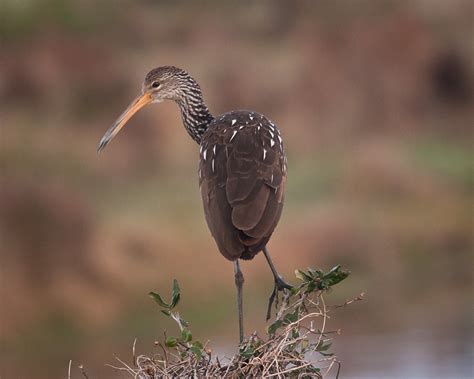 Limpkin | Celery Fields, Sarasota, FL; 29 Dec 2011 | shell game | Flickr