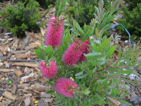 Australian Native Shade Plants - Plants BW