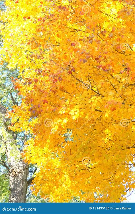 FALL COLORS in MINNESOTA stock photo. Image of minnesota - 131435136