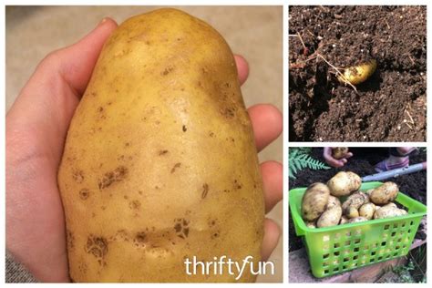 Harvesting Potatoes | ThriftyFun