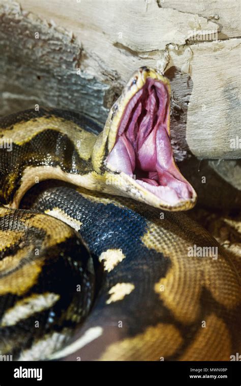 Royal python shedding hi-res stock photography and images - Alamy