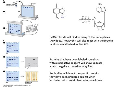 PPT - SDS-Polyacrylamide Gel Electrophoresis of Proteins PowerPoint Presentation - ID:718314