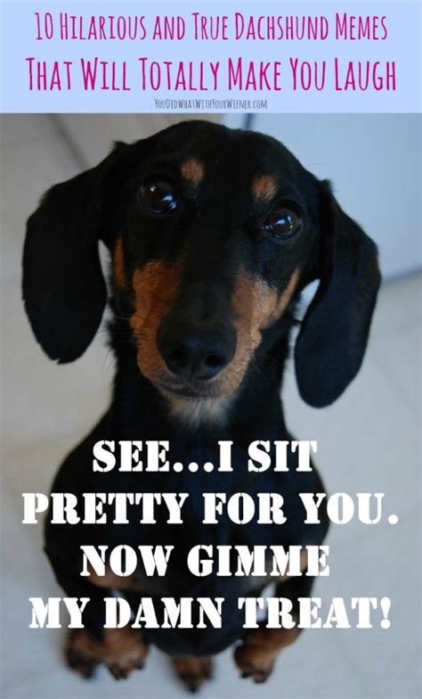 10 Hilarious and True Dachshund Memes That Will Totally Make Your Day - YouDidWhatWithYourWiener.com