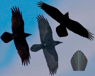 Differences Between an American Crow and a Common Raven (with Map ...