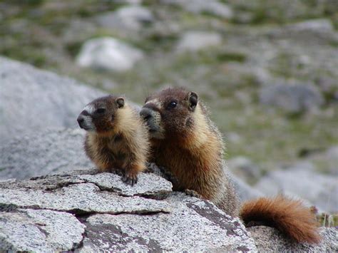 Animals - Sequoia & Kings Canyon National Parks (U.S. National Park Service)