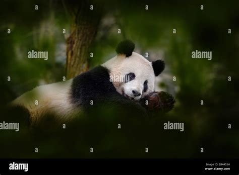 Panda bear behaviour in the nature habitat. Portrait Giant Panda ...