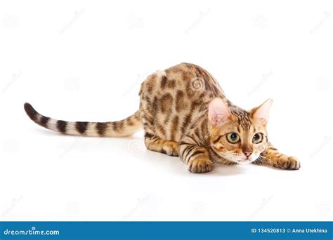 Red Bengal Cat Kitten Plays Stock Image - Image of purebred, baby: 134520813