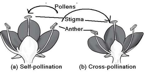 diagram of self and cross pollination - 7082041 | Meritnation.com