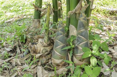 Bamboo shoots can basically be thought of as baby bamboo. They are a seasonal delicacy in East ...