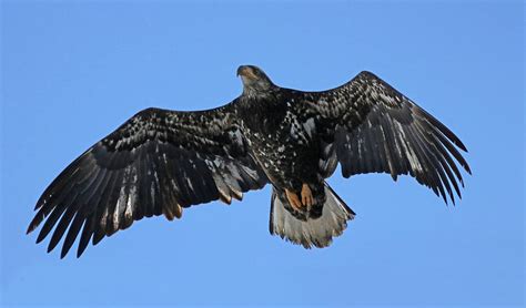 Juvenile Bald Eagle In Flight