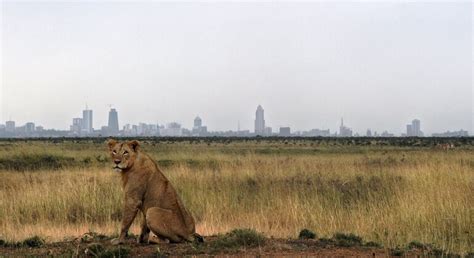 Tour Around the Nairobi National Park - Nairobi | FREETOUR.com