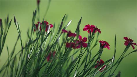 carnation, flower, plant Wallpaper, HD Flowers 4K Wallpapers, Images and Background - Wallpapers Den