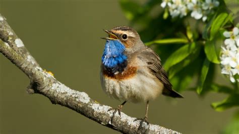 10 awesome migratory birds on a winter sojourn to India! | News Travel News, India.com